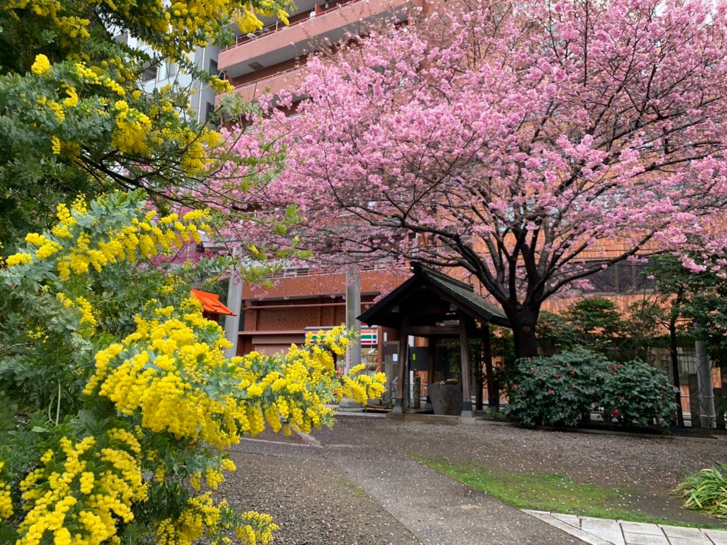 満開の桜と、黄色いミモザの花